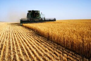 Combine harvesting grain